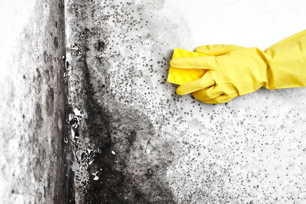 Best Mold Damage Repair  in Sardinia, OH