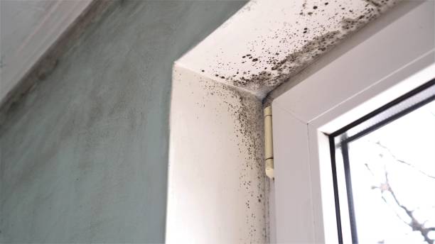 Best Commercial Mold Removal  in Sardinia, OH