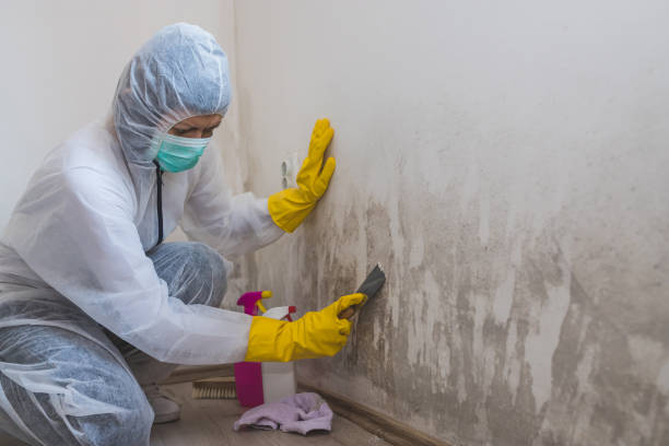 Best Black Mold Removal  in Sardinia, OH