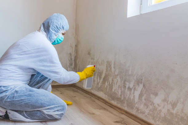 Certified Mold Removal in Sardinia, OH