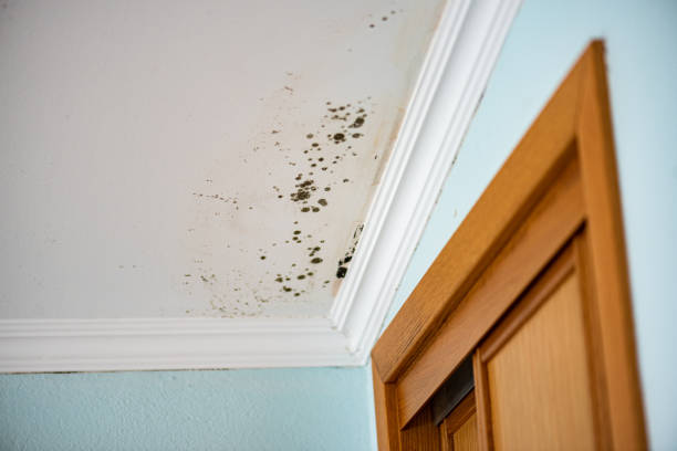 Best Mold Removal Process  in Sardinia, OH