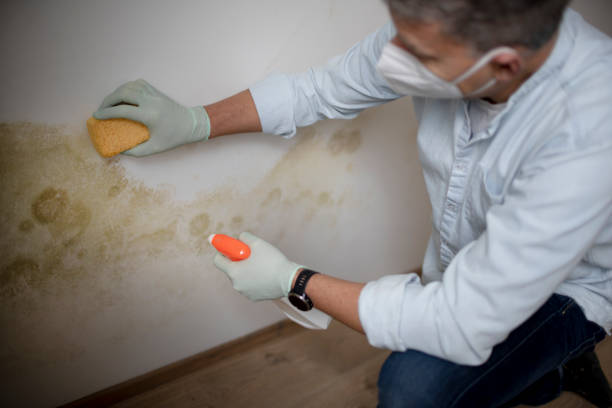 Mold Removal and Inspection in Sardinia, OH