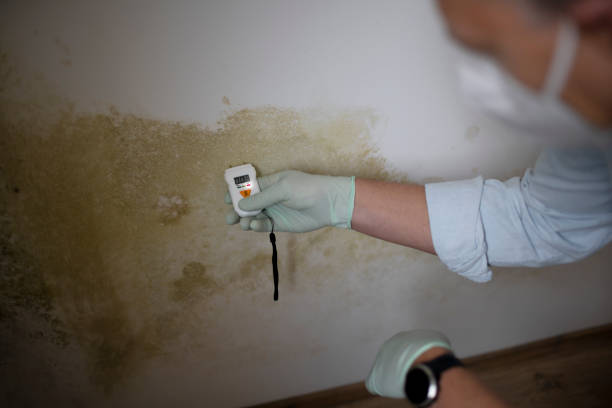 Best Mold Remediation Experts  in Sardinia, OH