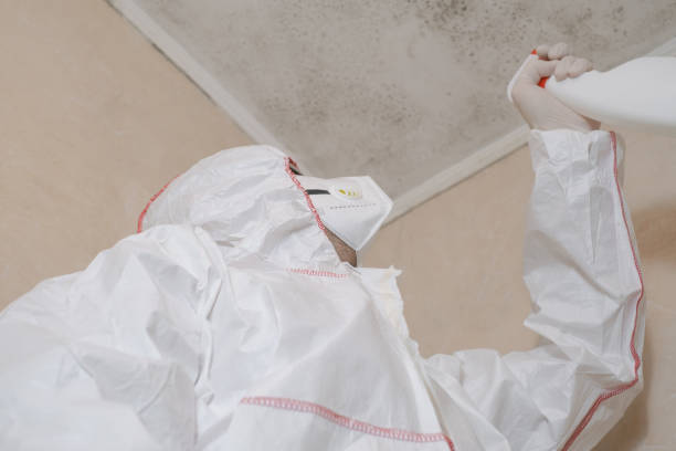 Attic Mold Removal in Sardinia, OH