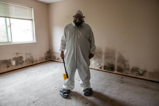 Best Mold Remediation  in Sardinia, OH