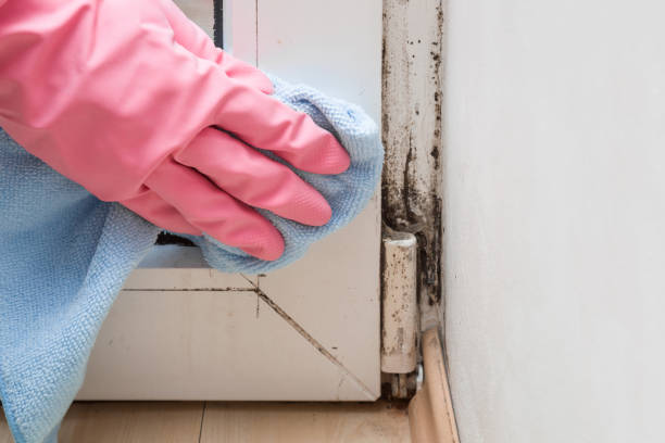 Best Emergency Mold Removal  in Sardinia, OH